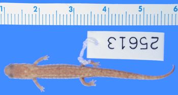 Media type: image; Herpetology A-25613